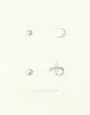 Lewin Egg Prints Nuthatch, Kingfisher - Panteek Antique Prints