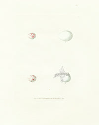 Lewin Egg Prints Nuthatch, Kingfisher - Panteek Antique Prints