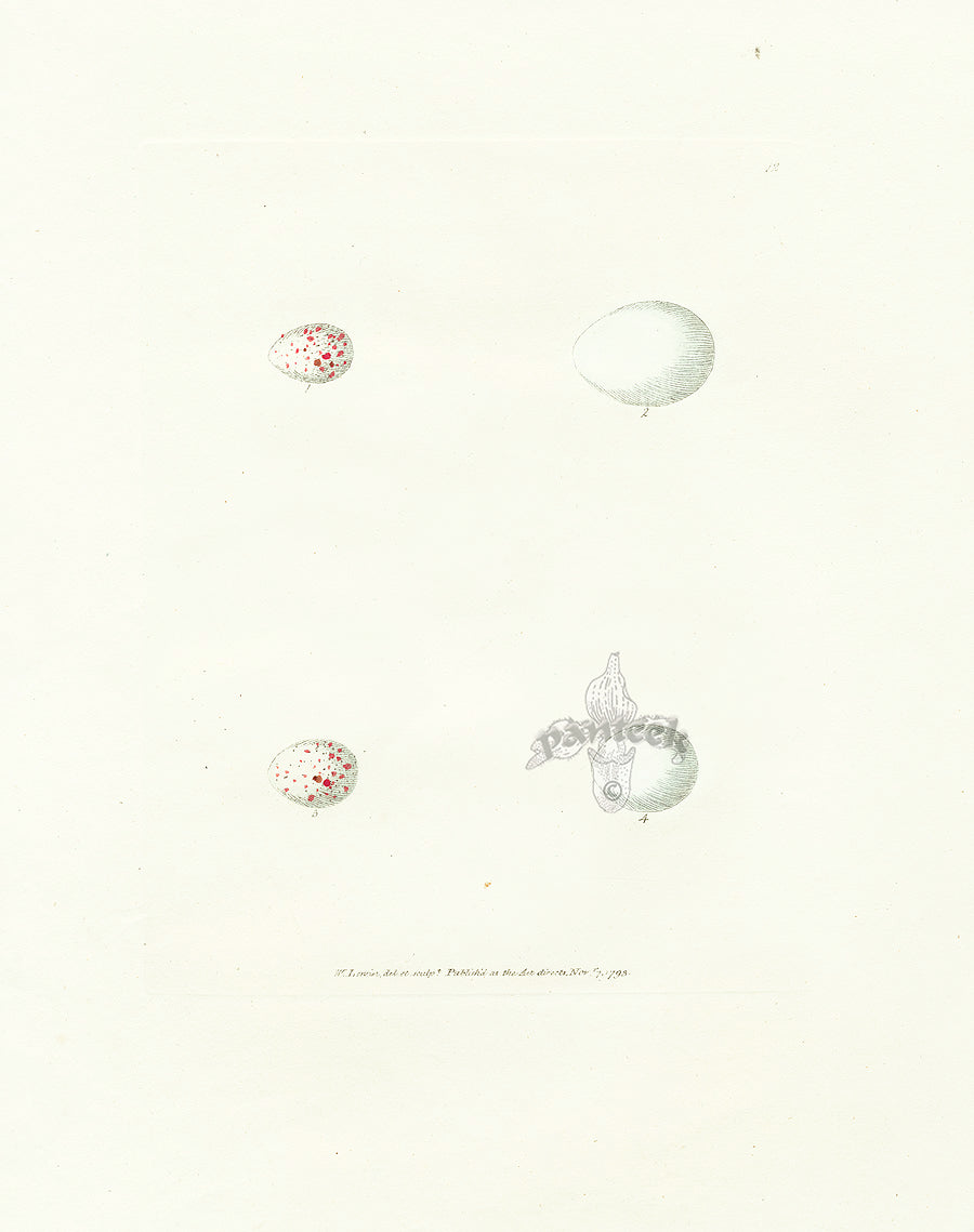 Lewin Egg Prints Nuthatch, Kingfisher