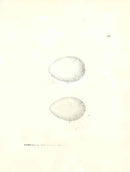 Lewin Egg Prints Petrels - Panteek Antique Prints