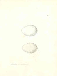 Lewin Egg Prints Petrels - Panteek Antique Prints