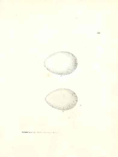 Lewin Egg Prints Petrels