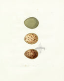 Lewin Egg Prints Pheasant, Grouse, Ptarmigan - Panteek Antique Prints