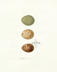 Lewin Egg Prints Pheasant, Grouse, Ptarmigan - Panteek Antique Prints