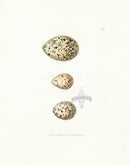 Lewin Egg Prints Pied Oyster Catcher, Rails - Panteek Antique Prints
