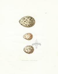 Lewin Egg Prints Pied Oyster Catcher, Rails - Panteek Antique Prints