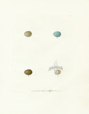 Lewin Egg Prints Red Tail, Warblers - Panteek Antique Prints