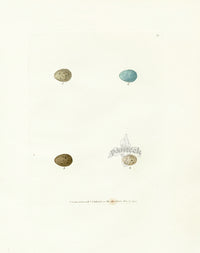 Lewin Egg Prints Red Tail, Warblers - Panteek Antique Prints