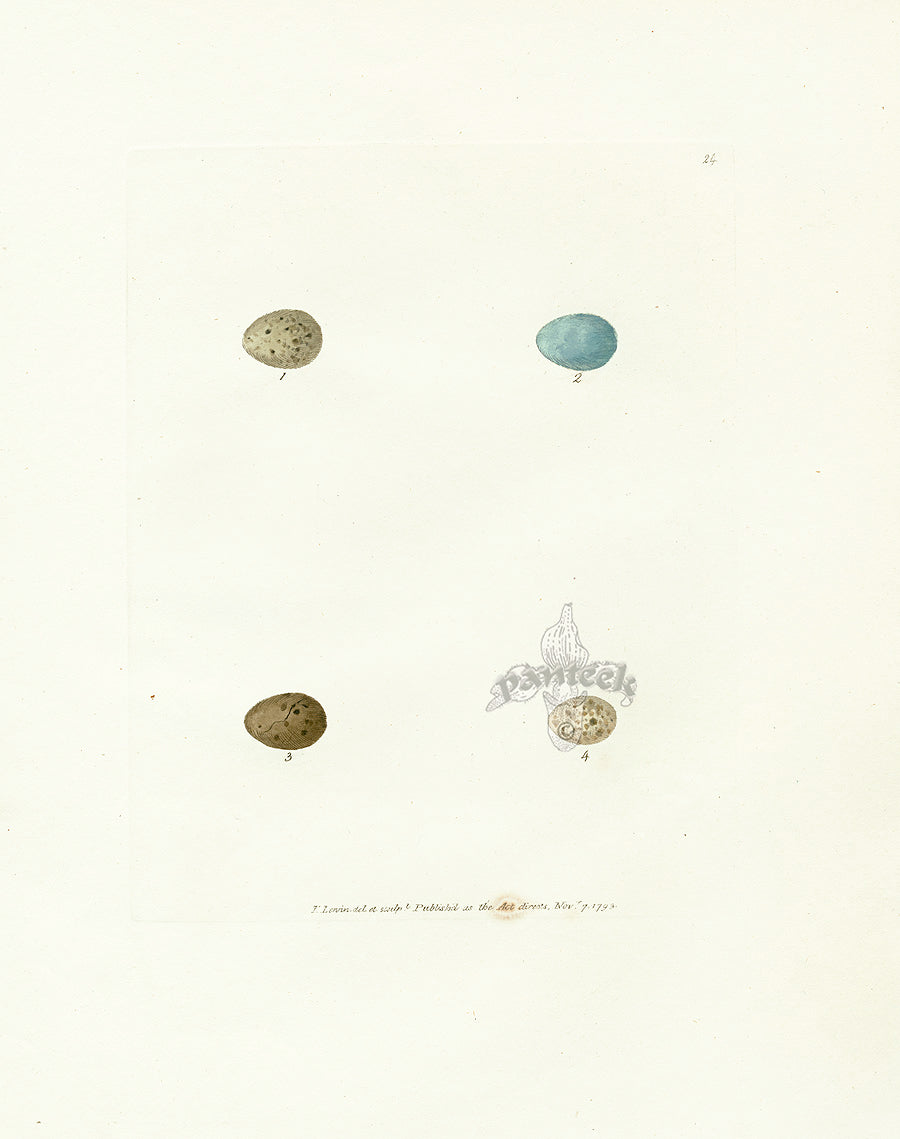 Lewin Egg Prints Red Tail, Warblers