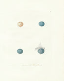 Lewin Egg Prints Robin Red Breast - Panteek Antique Prints