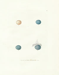 Lewin Egg Prints Robin Red Breast - Panteek Antique Prints