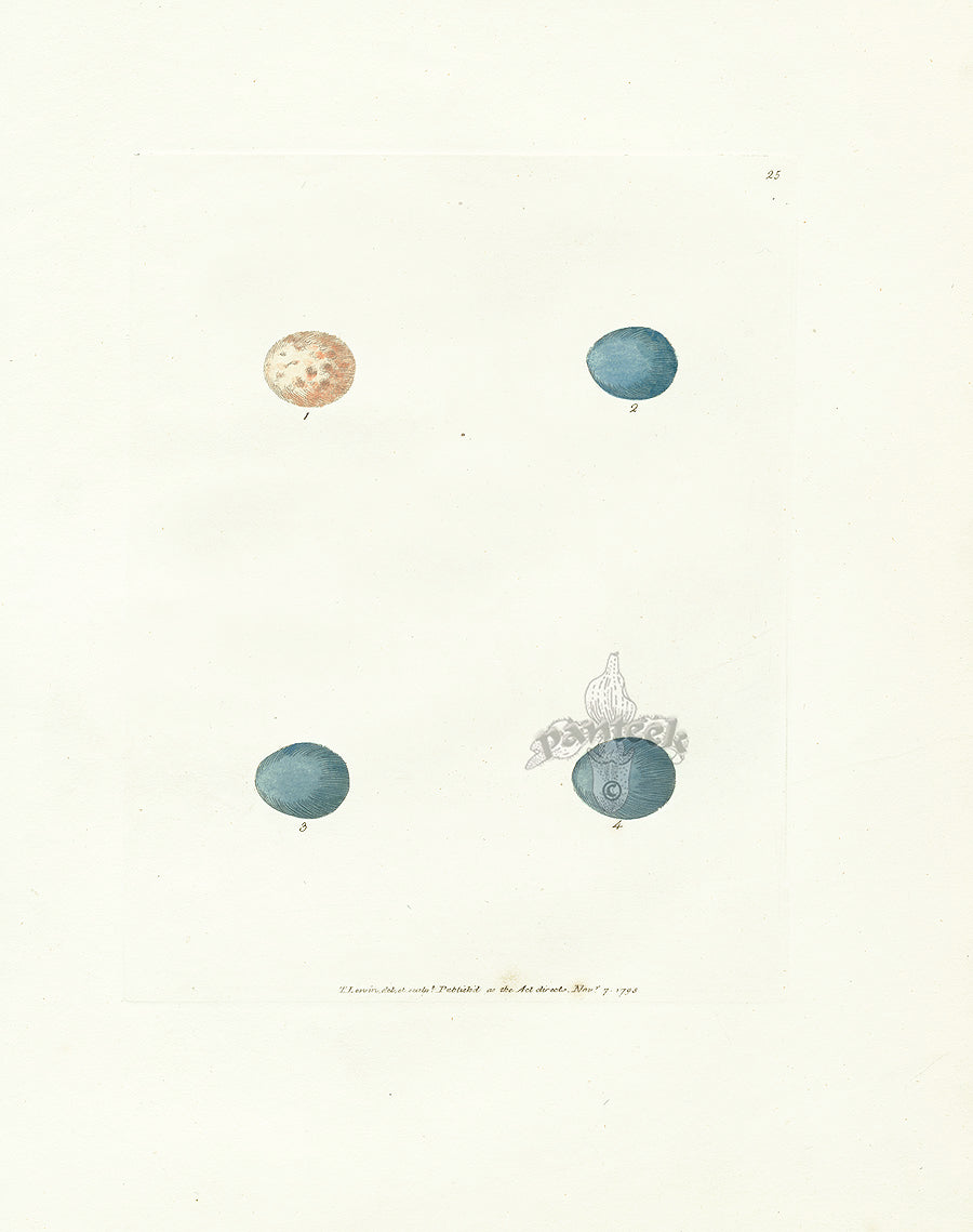 Lewin Egg Prints Robin Red Breast