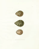 Lewin Egg Prints Ruff, Lapwing, Sandpiper - Panteek Antique Prints