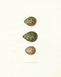 Lewin Egg Prints Ruff, Lapwing, Sandpiper - Panteek Antique Prints