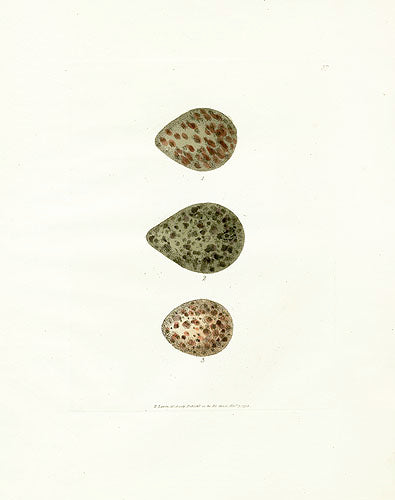 Lewin Egg Prints Ruff, Lapwing, Sandpiper
