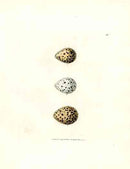 Lewin Egg Prints Sanderling, Plover, Dotterel - Panteek Antique Prints