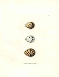 Lewin Egg Prints Sanderling, Plover, Dotterel - Panteek Antique Prints