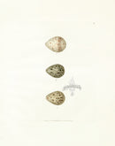 Lewin Egg Prints Sandpiper, Purre, Dunlin - Panteek Antique Prints