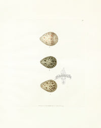 Lewin Egg Prints Sandpiper, Purre, Dunlin - Panteek Antique Prints