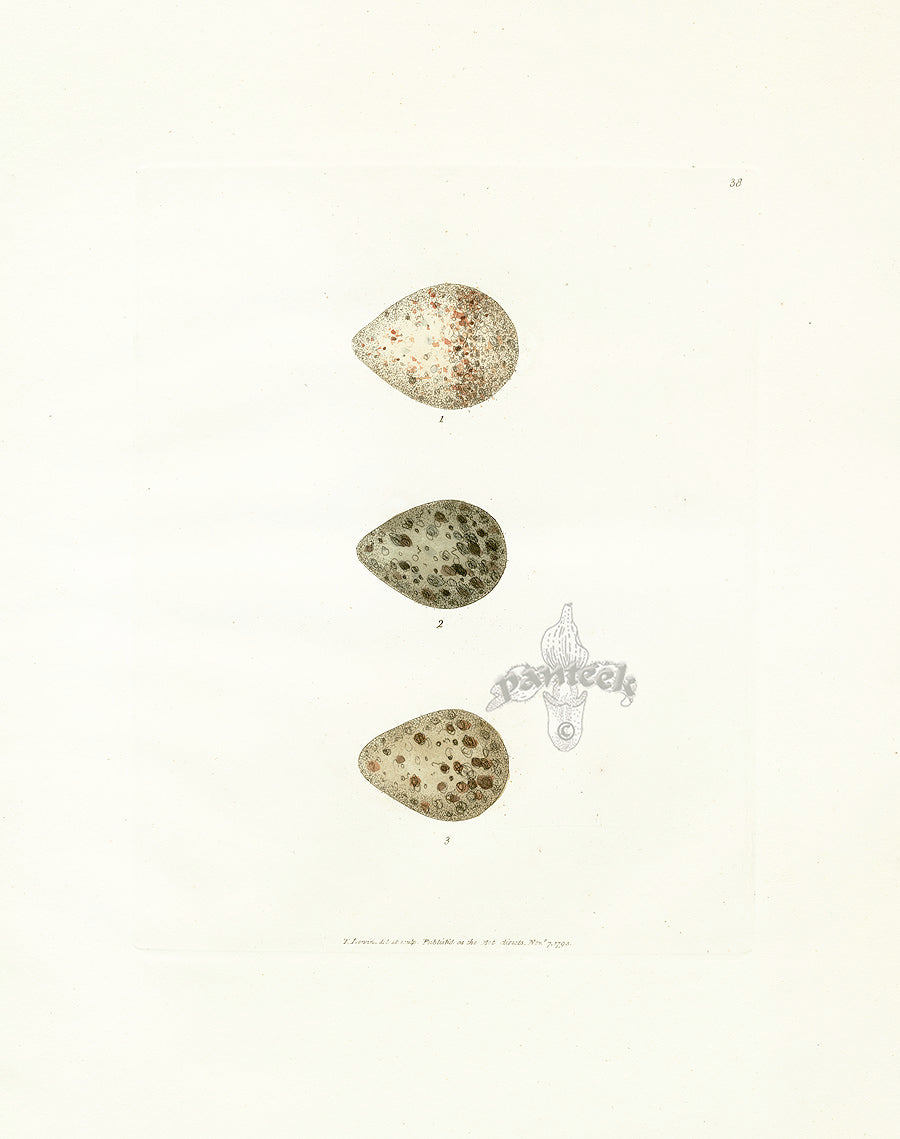 Lewin Egg Prints Sandpiper, Purre, Dunlin