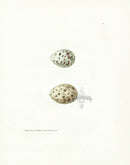 Lewin Egg Prints Sandwich Tern, Avocet - Panteek Antique Prints