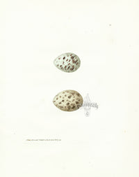 Lewin Egg Prints Sandwich Tern, Avocet - Panteek Antique Prints