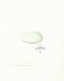 Lewin Egg Prints Shag - Panteek Antique Prints