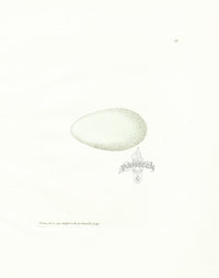 Lewin Egg Prints Shag - Panteek Antique Prints