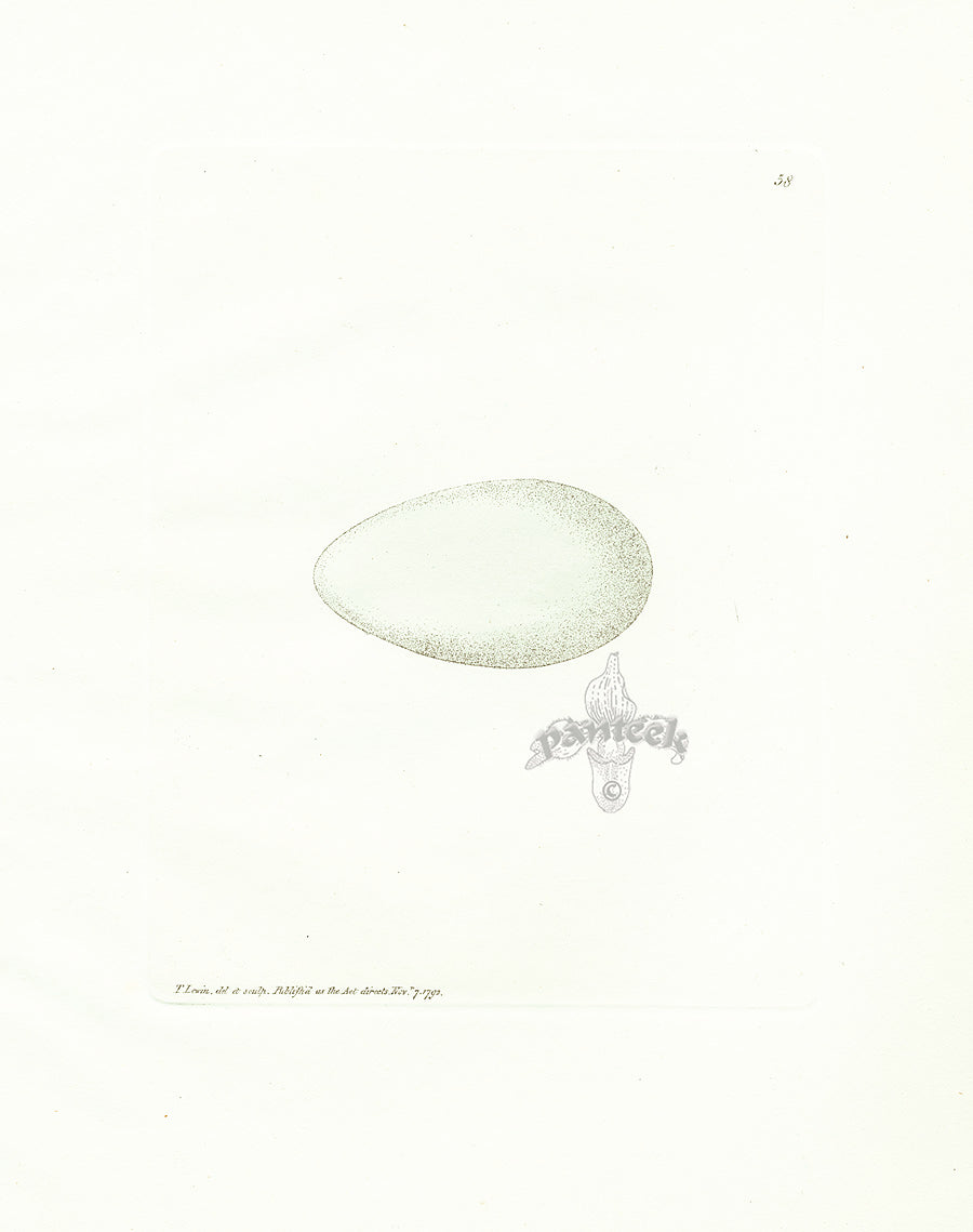Lewin Egg Prints Shag