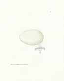 Lewin Egg Prints Shag 59 - Panteek Antique Prints