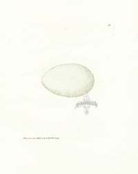 Lewin Egg Prints Shag 59 - Panteek Antique Prints