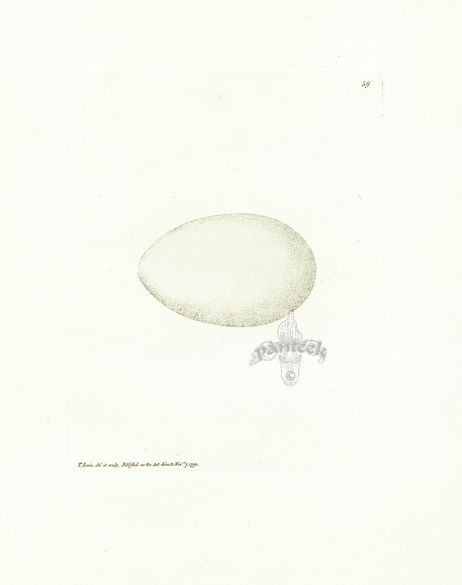 Lewin Egg Prints Shag 59