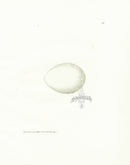 Lewin Egg Prints Shieldrake - Panteek Antique Prints