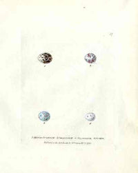 Lewin Egg Prints Sparrow, Finchs, Siskin - Panteek Antique Prints