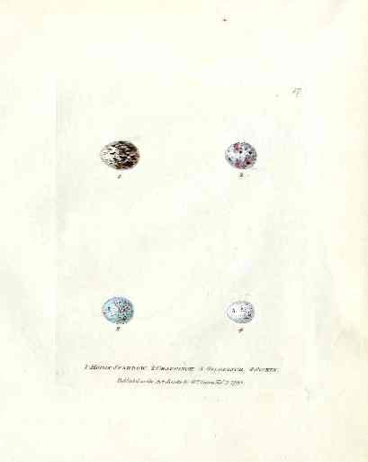 Lewin Egg Prints Sparrow, Finchs, Siskin