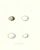 Lewin Egg Prints Swallow, Pigeons, Dove - Panteek Antique Prints