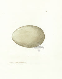 Lewin Egg Prints Swan - Panteek Antique Prints