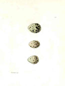 Lewin Egg Prints Terns - Panteek Antique Prints