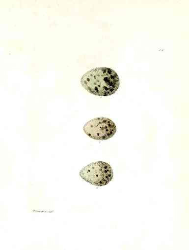 Lewin Egg Prints Terns