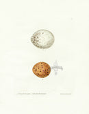 Lewin Egg Prints Two Buzzards - Panteek Antique Prints