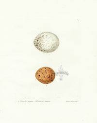 Lewin Egg Prints Two Buzzards - Panteek Antique Prints