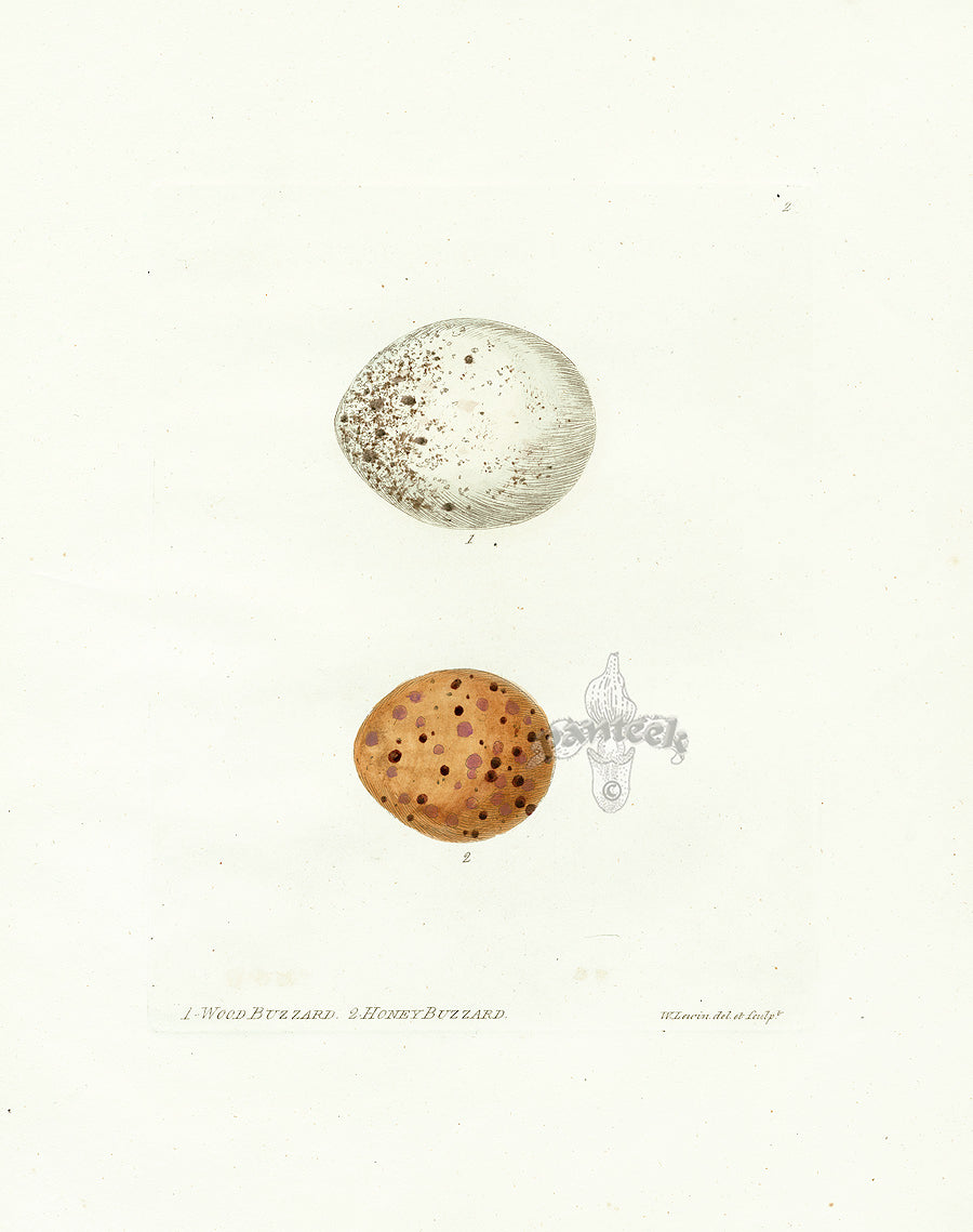Lewin Egg Prints Two Buzzards