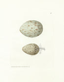 Lewin Egg Prints Two Gulls - Panteek Antique Prints