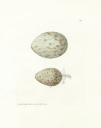 Lewin Egg Prints Two Gulls - Panteek Antique Prints