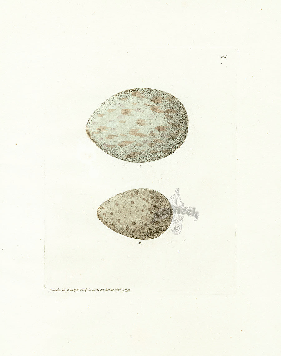 Lewin Egg Prints Two Gulls