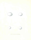 Lewin Egg Prints Woodpecker, Wryneck - Panteek Antique Prints