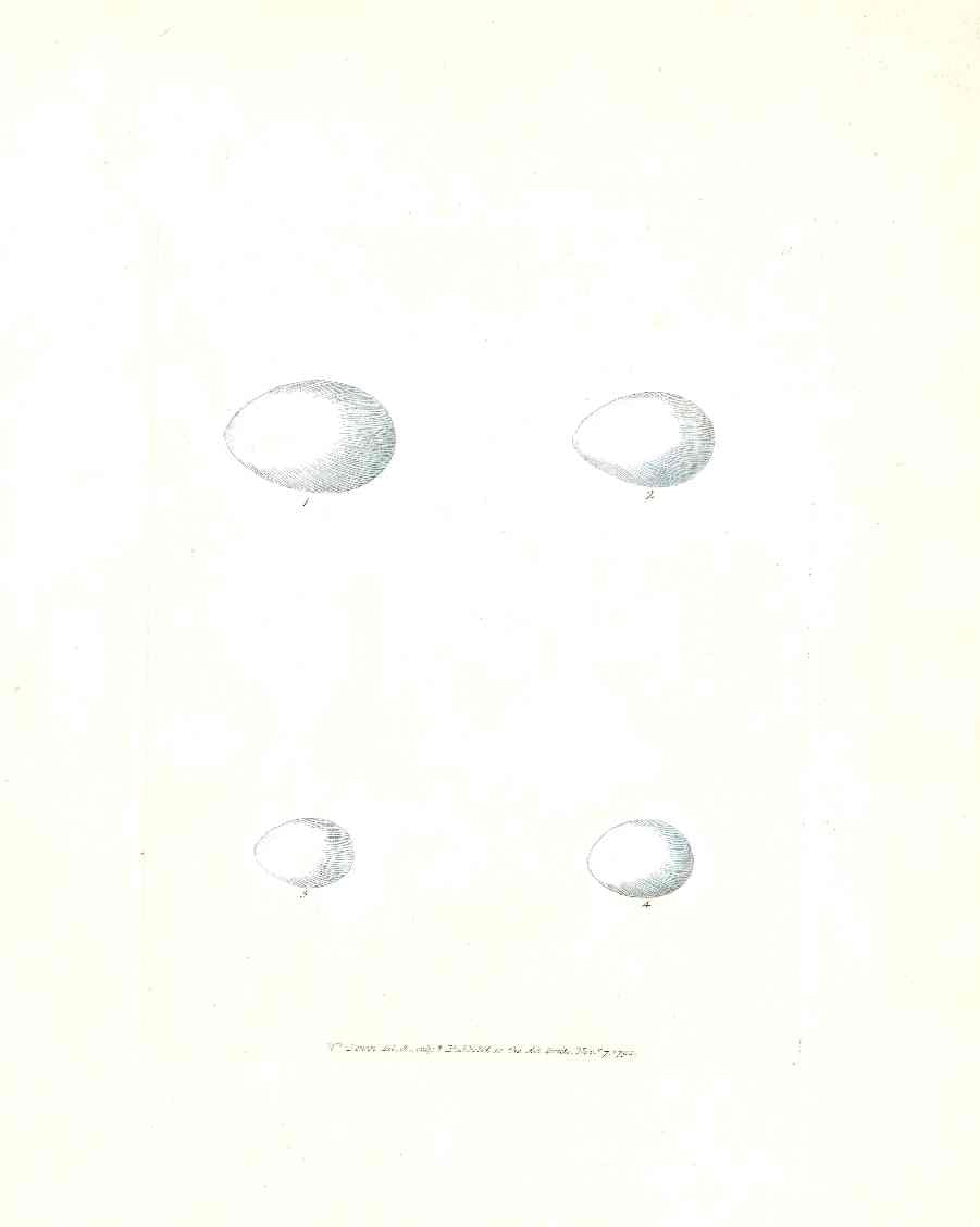 Lewin Egg Prints Woodpecker, Wryneck