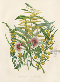 Loudon 1840 Acacia Dentifera - Panteek Antique Prints