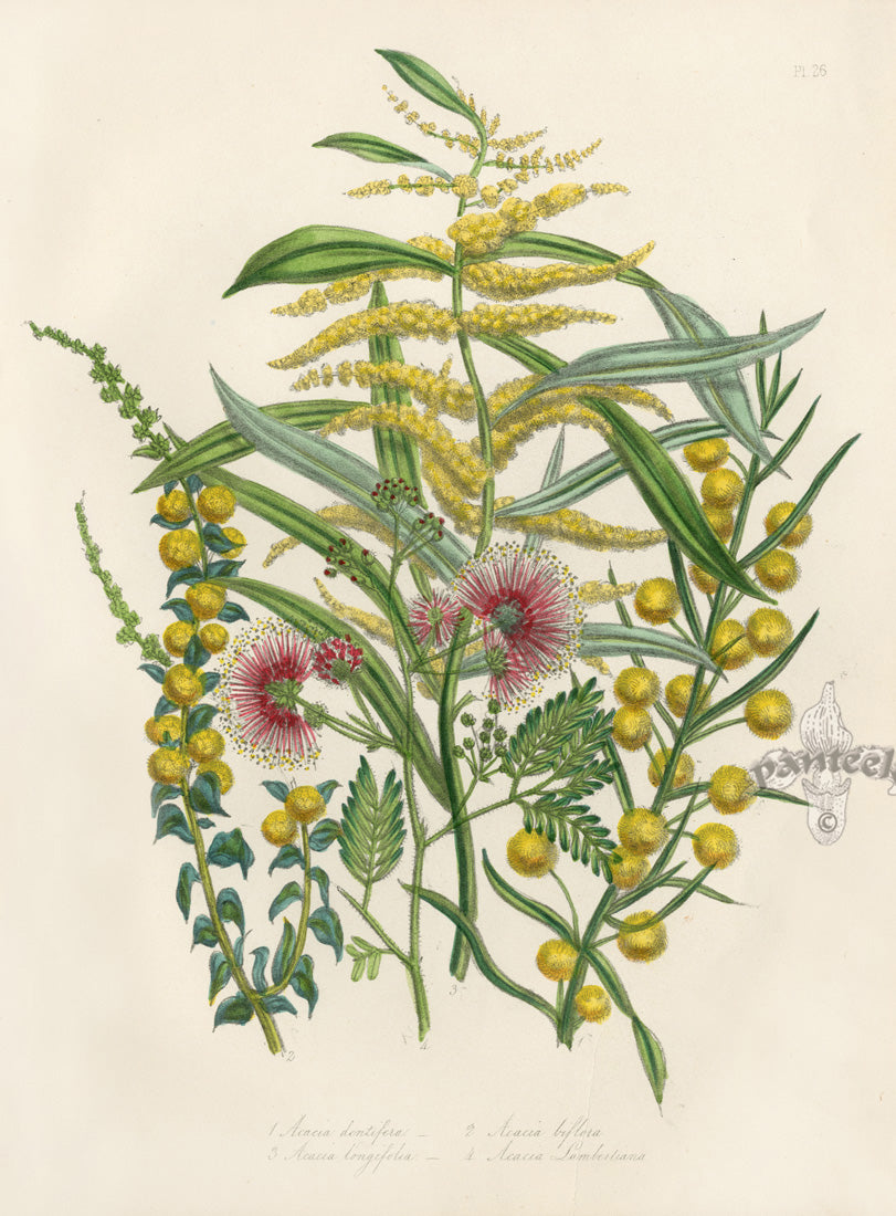 Loudon 1840 Acacia Dentifera