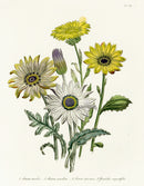 Loudon 1840 Arctotis Daisy - Panteek Antique Prints